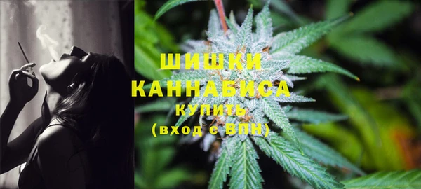 индика Ельня