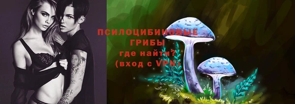 индика Ельня