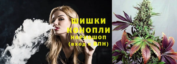 индика Ельня
