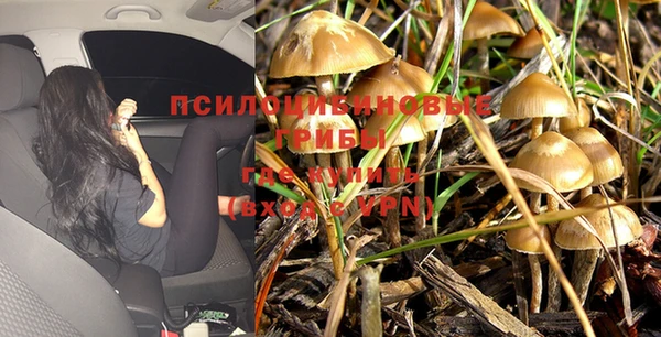 индика Ельня